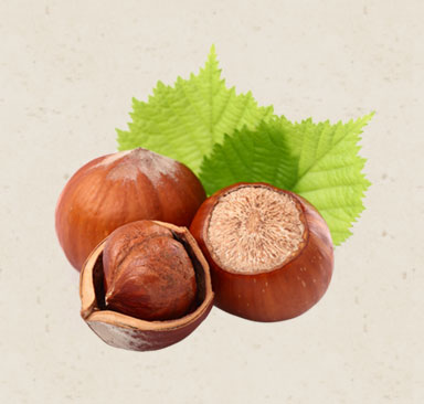 Hazelnuts with leaves